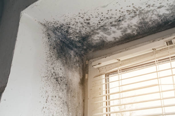 Affordable Mold Cleanup solutions in Rhodelia, KY