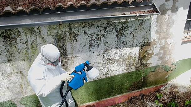Trusted Mold Removal service in Rhodelia, KY - Cheap Mold Removal